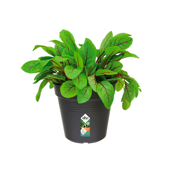 green basics growpot 19cm living black